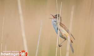 Дроздовидная камышовка — описание, среда обитания