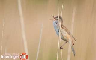 Дроздовидная камышовка — описание, среда обитания