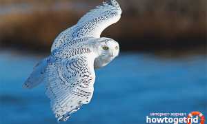 Белая сова — описание, среда обитания, интересные факты
