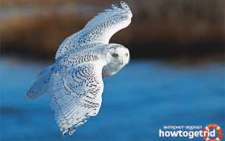 Белая сова — описание, среда обитания, интересные факты