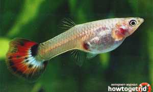 Аквариумные рыбки гуппи — уход и содержание