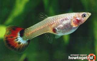 Аквариумные рыбки гуппи — уход и содержание