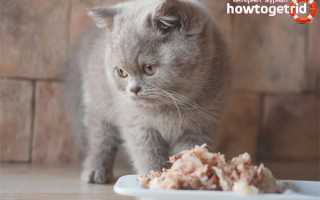 Чем кормить кота с почечной недостаточностью?