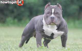 Американский булли — описание породы и характер собаки