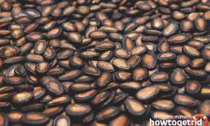 Арбузные семечки — польза и вред для здоровья