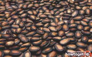 Арбузные семечки — польза и вред для здоровья