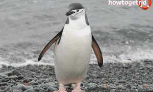 Антарктический пингвин — описание, среда обитания