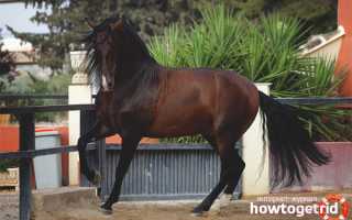 Андалузская порода лошадей — описание и характеристика