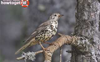 Деряба — описание, среда обитания, интересные факты