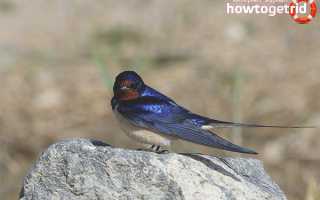 Деревенская ласточка — описание, среда обитания