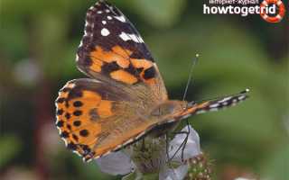 Бабочка репейница — описание, среда обитания, виды