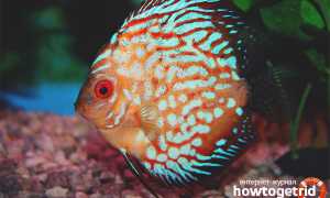 Аквариумные рыбки дискусы — уход и содержание