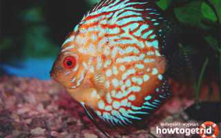 Аквариумные рыбки дискусы — уход и содержание