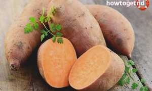 Батат — польза и вред для здоровья организма