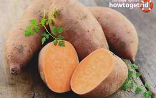 Батат — польза и вред для здоровья организма