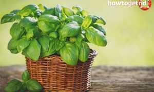 Базилик — полезные свойства и противопоказания