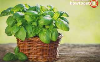 Базилик — полезные свойства и противопоказания