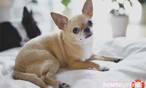 Чихуахуа — описание породы и характер собаки