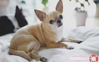 Чихуахуа — описание породы и характер собаки