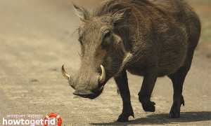 Бородавочник — описание, среда обитания, образ жизни