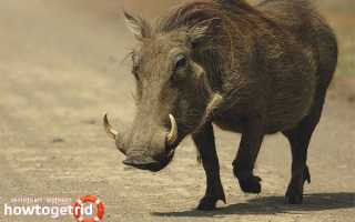 Бородавочник — описание, среда обитания, образ жизни