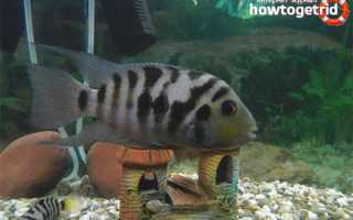 Цихлазома чернополосая — уход и содержание в аквариуме