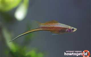 Аквариумная рыбка меченосец — уход и содержание