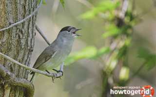 Черноголовая славка — описание, среда обитания, интересные факты