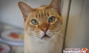 Австралийский мист — описание породы и характер кошки