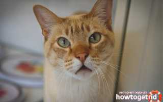 Австралийский мист — описание породы и характер кошки