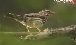 Белобровик — описание, среда обитания, интересные факты