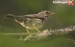 Белобровик — описание, среда обитания, интересные факты