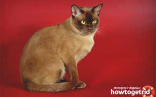 Бурманская кошка (бурма) — описание породы