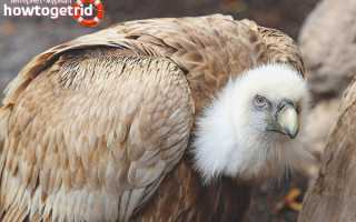 Белоголовый сип — описание, среда обитания, интересные факты