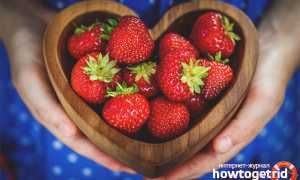 Чем полезна клубника для организма человека