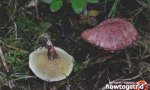 Болетин болотный — описание, где растет, ядовитость гриба