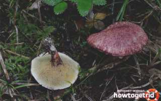 Болетин болотный — описание, где растет, ядовитость гриба