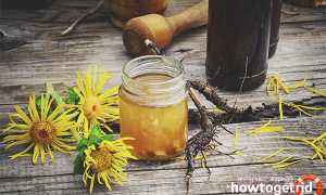 Девясил — лечебные свойства и противопоказания