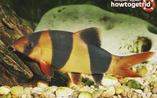 Боция клоун — уход и содержание в аквариуме