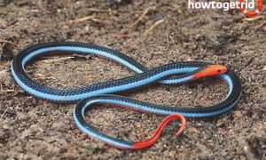 Двухполосая железистая змея — описание, где обитает, особенности