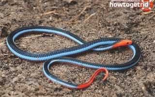 Двухполосая железистая змея — описание, где обитает, особенности