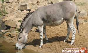 Дикий осел — описание, среда обитания, образ жизни