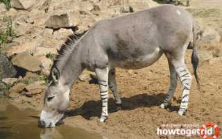 Дикий осел — описание, среда обитания, образ жизни