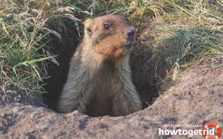 Байбак — описание, среда обитания, образ жизни