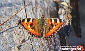 Бабочка крапивница — описание, среда обитания, виды