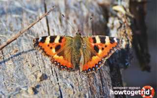 Бабочка крапивница — описание, среда обитания, виды