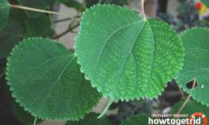 Бемерия — уход в домашних условиях