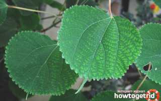 Бемерия — уход в домашних условиях