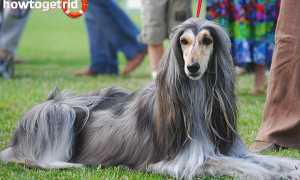 Афганская борзая — описание породы и характер собаки