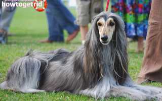 Афганская борзая — описание породы и характер собаки